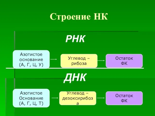 Строение НК РНК ________________________________ ДНК Азотистое основание (А, Г, Ц, У) Остаток ФК