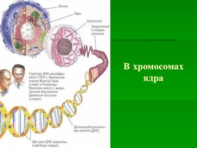 В хромосомах ядра