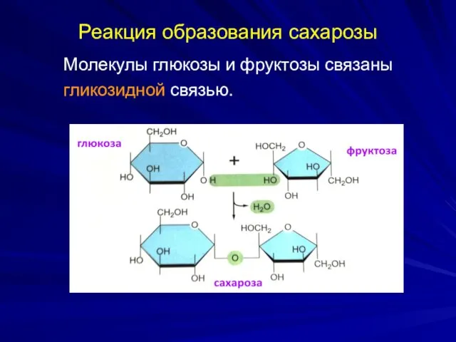 Реакция образования сахарозы Молекулы глюкозы и фруктозы связаны гликозидной связью.