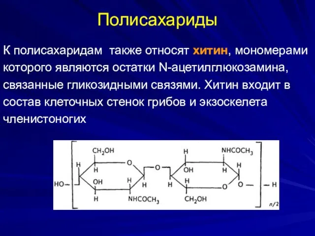 Полисахариды К полисахаридам также относят хитин, мономерами которого являются остатки N-ацетилглюкозамина, связанные гликозидными