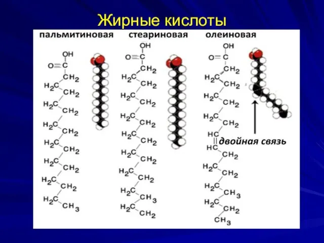 Жирные кислоты