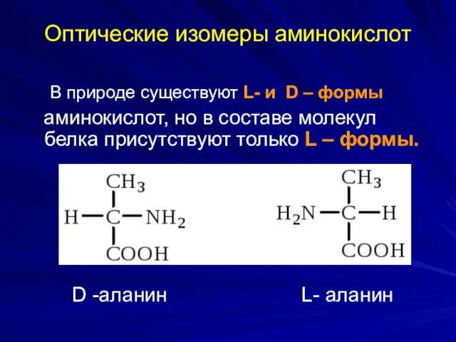 Оптические изомеры аминокислот В природе существуют L- и D – формы аминокислот, но