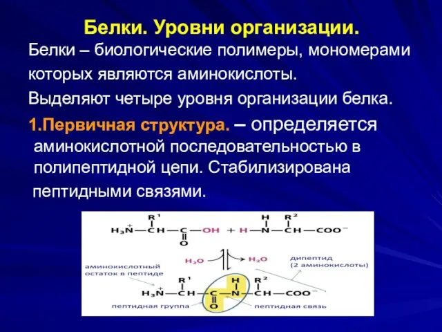 Белки. Уровни организации. Белки – биологические полимеры, мономерами которых являются аминокислоты. Выделяют четыре