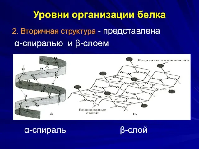 Уровни организации белка 2. Вторичная структура - представлена α-спиралью и β-слоем α-спираль β-слой