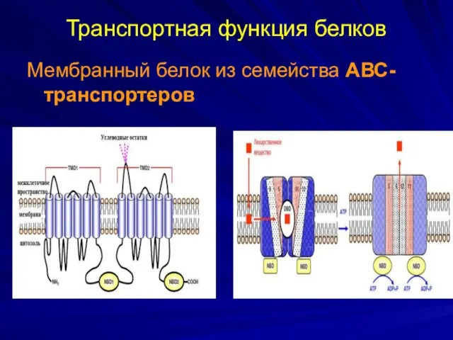 Транспортная функция белков Мембранный белок из семейства АВС-транспортеров