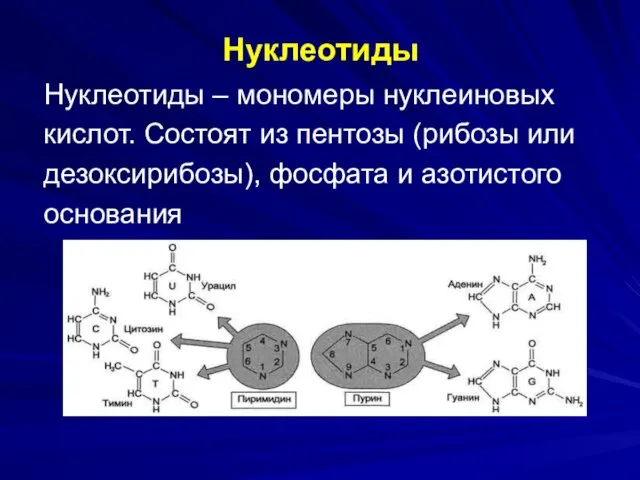Нуклеотиды Нуклеотиды – мономеры нуклеиновых кислот. Состоят из пентозы (рибозы или дезоксирибозы), фосфата и азотистого основания