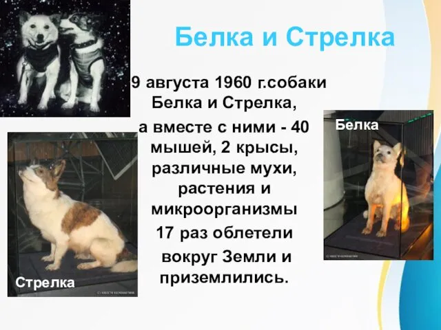 Белка и Стрелка 19 августа 1960 г.собаки Белка и Стрелка,