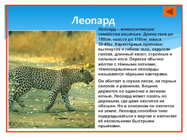 Леопард Леопард – млекопитающие семейства кошачьих. Длина тела до 180см,