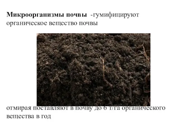 Микроорганизмы почвы -гумифицируют органическое вещество почвы отмирая поставляют в почву до 6 т/га