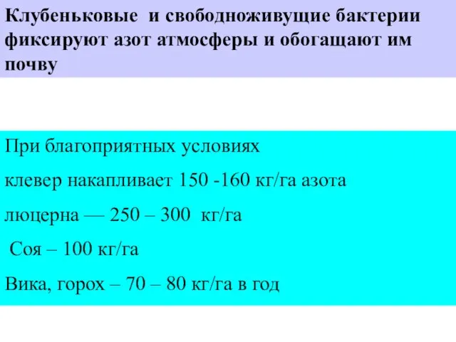 Клубеньковые и свободноживущие бактерии фиксируют азот атмосферы и обогащают им