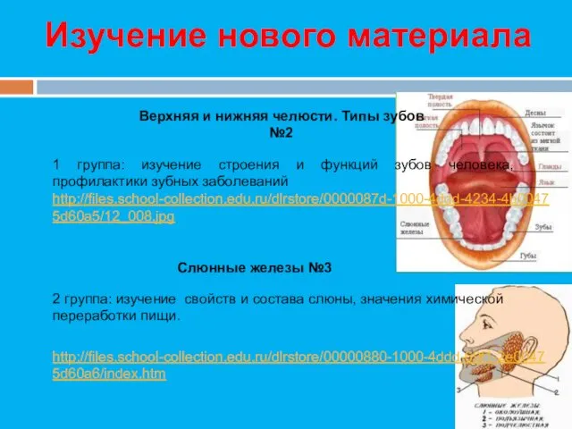 Изучение нового материала Верхняя и нижняя челюсти. Типы зубов №2 Слюнные железы №3