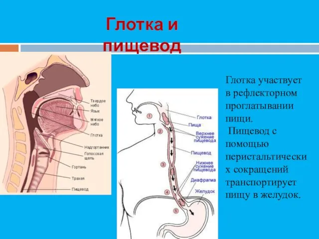 Глотка участвует в рефлекторном проглатывании пищи. Пищевод с помощью перистальтических