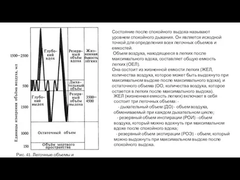 Рис. 41. Легочные объемы и емкости. Состояние после спокойного выдоха