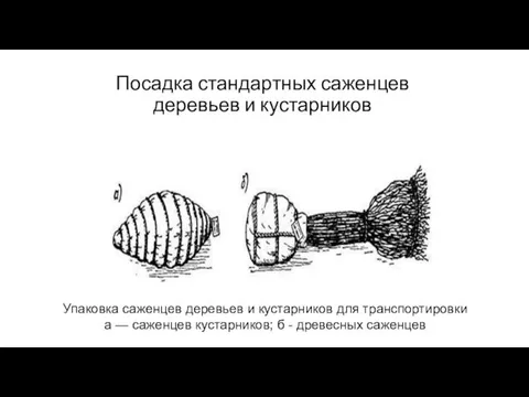 Упаковка саженцев деревьев и кустарников для транспортировки а — саженцев