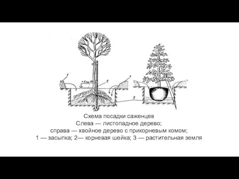 Схема посадки саженцев Слева — листопадное дерево; справа — хвойное