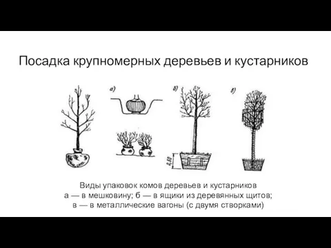 Виды упаковок комов деревьев и кустарников а — в мешковину;