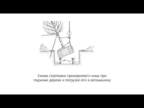 Схема строповки прикорневого кома при подъеме дерева и погрузке его в автомашину