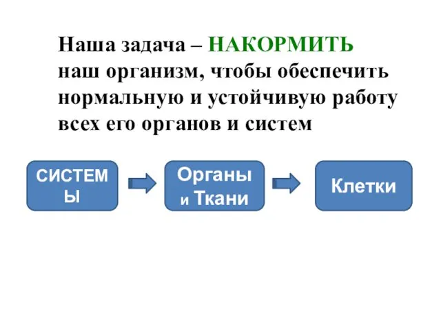 СИСТЕМЫ Органы и Ткани Клетки Наша задача – НАКОРМИТЬ наш