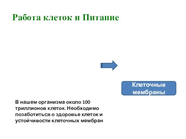 Работа клеток и Питание Клеточные мембраны В нашем организма около