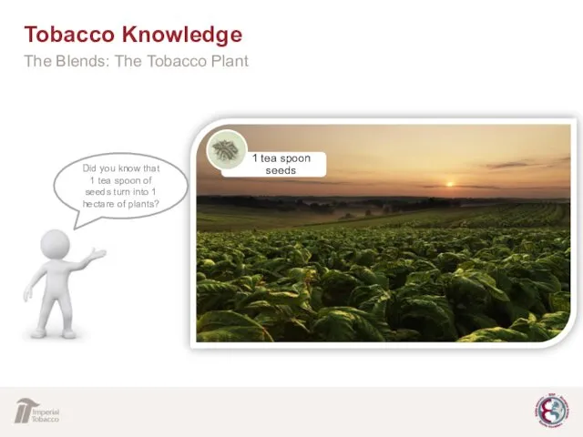 Tobacco Knowledge The Blends: The Tobacco Plant Did you know