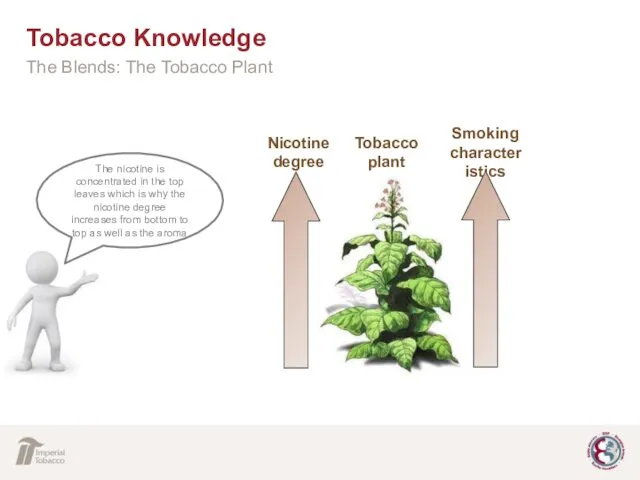 Nicotine degree Smoking characteristics Low High Tobacco plant Strong aroma