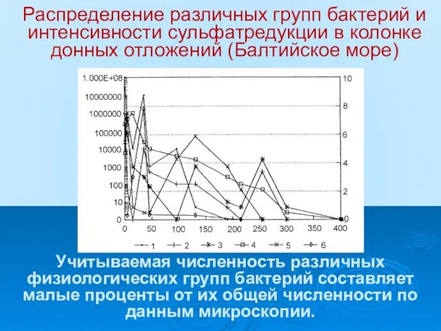 Распределение различных групп бактерий и интенсивности сульфатредукции в колонке донных