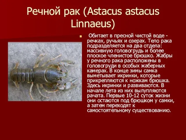 Речной рак (Astacus astacus Linnaeus) Обитает в пресной чистой воде