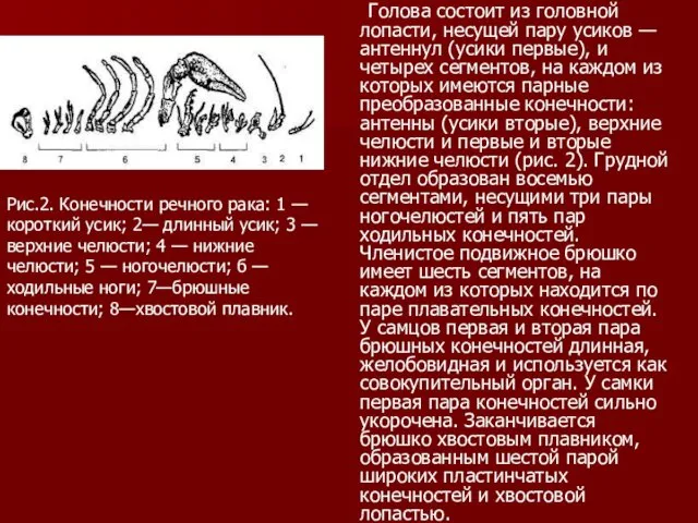 Голова состоит из головной лопасти, несущей пару усиков — антеннул