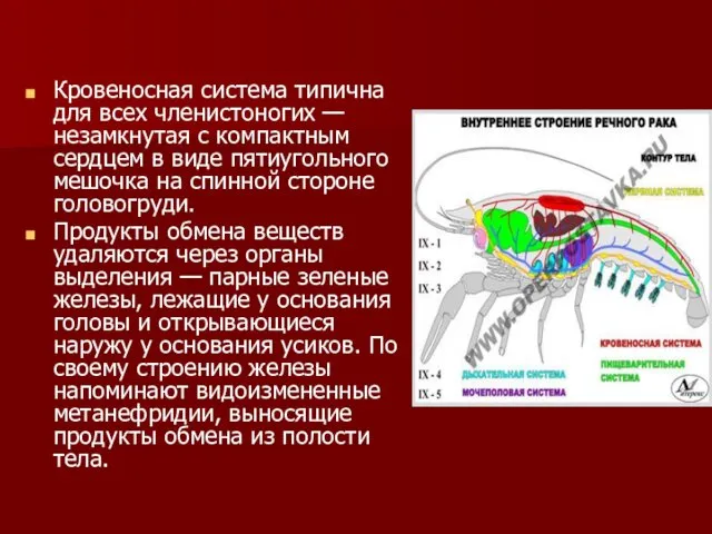 Кровеносная система типична для всех членистоногих — незамкнутая с компактным