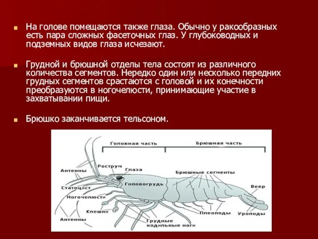 На голове помещаются также глаза. Обычно у ракообразных есть пара