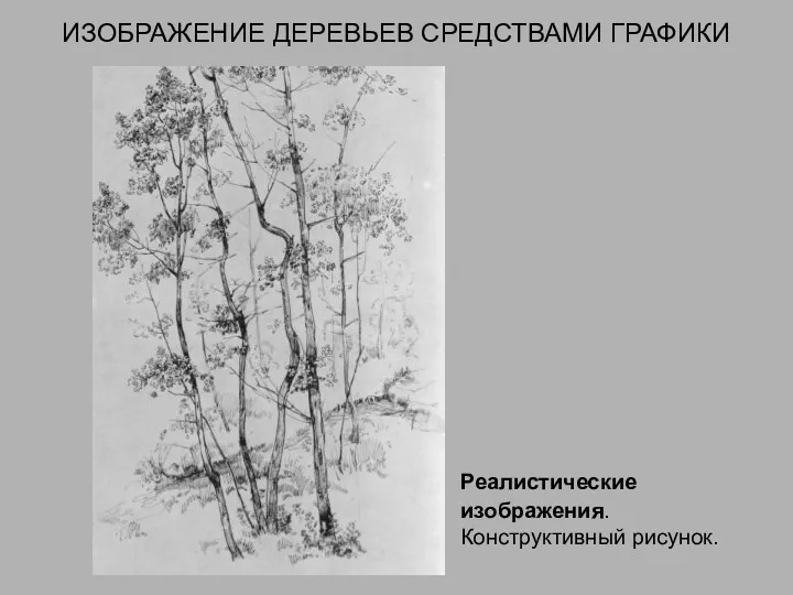 ИЗОБРАЖЕНИЕ ДЕРЕВЬЕВ СРЕДСТВАМИ ГРАФИКИ Реалистические изображения. Конструктивный рисунок.