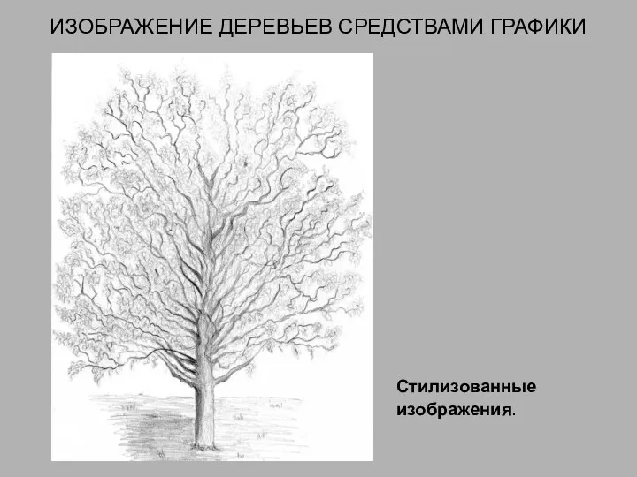 ИЗОБРАЖЕНИЕ ДЕРЕВЬЕВ СРЕДСТВАМИ ГРАФИКИ Стилизованные изображения.