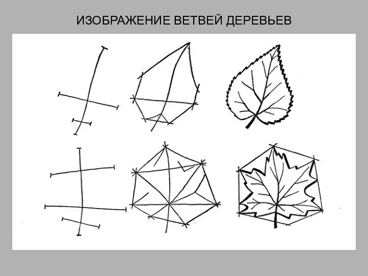 ИЗОБРАЖЕНИЕ ВЕТВЕЙ ДЕРЕВЬЕВ