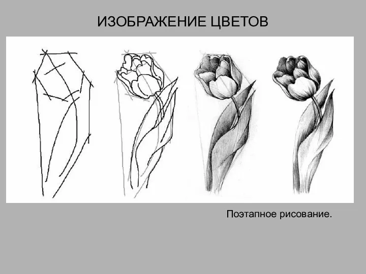 ИЗОБРАЖЕНИЕ ЦВЕТОВ Поэтапное рисование.