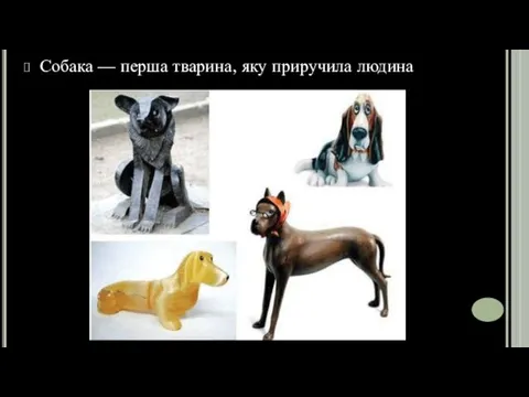 Собака — перша тварина, яку приручила людина