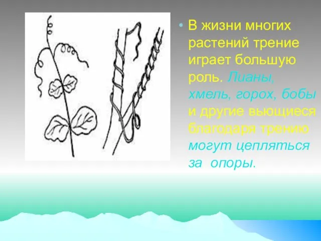 В жизни многих растений трение играет большую роль. Лианы, хмель, горох, бобы и