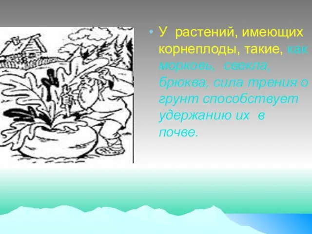 У растений, имеющих корнеплоды, такие, как морковь, свекла, брюква, сила трения о грунт