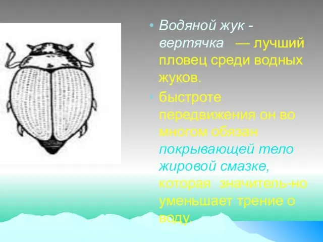 Водяной жук - вертячка — лучший пловец среди водных жуков. быстроте передвижения он