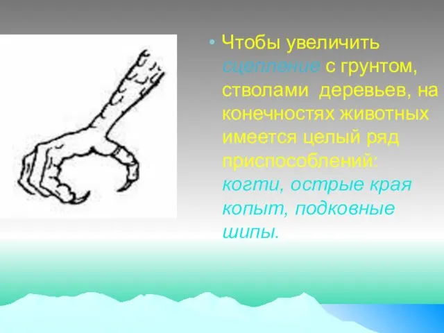 Чтобы увеличить сцепление с грунтом, стволами деревьев, на конечностях животных имеется целый ряд