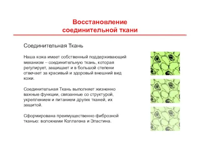 Восстановление соединительной ткани Соединительная Ткань Наша кожа имеет собственный поддерживающий