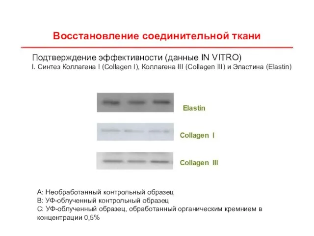 Подтверждение эффективности (данные IN VITRO) I. Синтез Коллагена I (Collagen