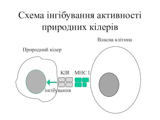 Схема інгібування активності природних кілерів Природний кілер Власна клітина KIR MHC I інгібування