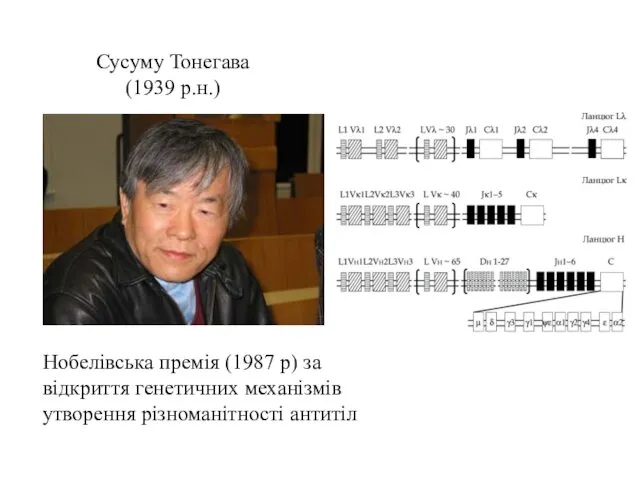 Сусуму Тонегава (1939 р.н.) Нобелівська премія (1987 р) за відкриття генетичних механізмів утворення різноманітності антитіл