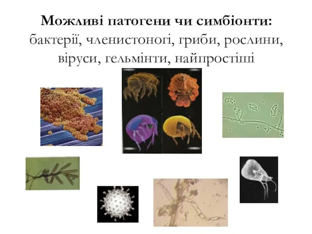 Можливі патогени чи симбіонти: бактерії, членистоногі, гриби, рослини, віруси, гельмінти, найпростіші