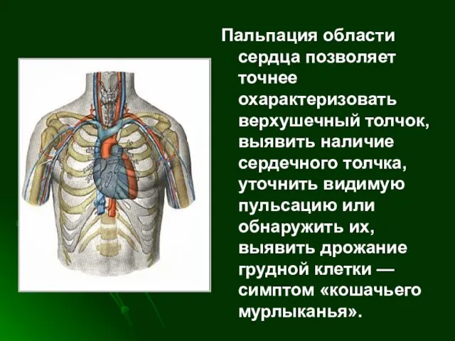 Пальпация области сердца позволяет точнее охарактеризовать верхушечный толчок, выявить наличие