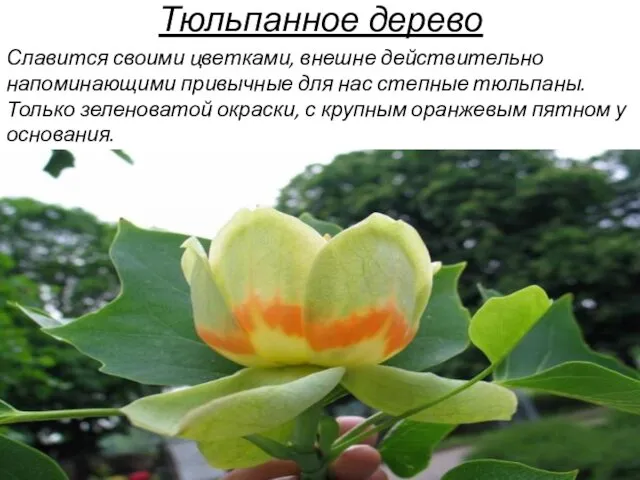 Тюльпанное дерево Славится своими цветками, внешне действительно напоминающими привычные для нас степные тюльпаны.