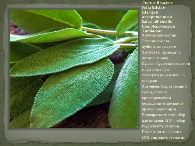 Листья Шалфея Folia Salviae Шалфей лекарственный Salvia officinalis Сем. Яснотковые