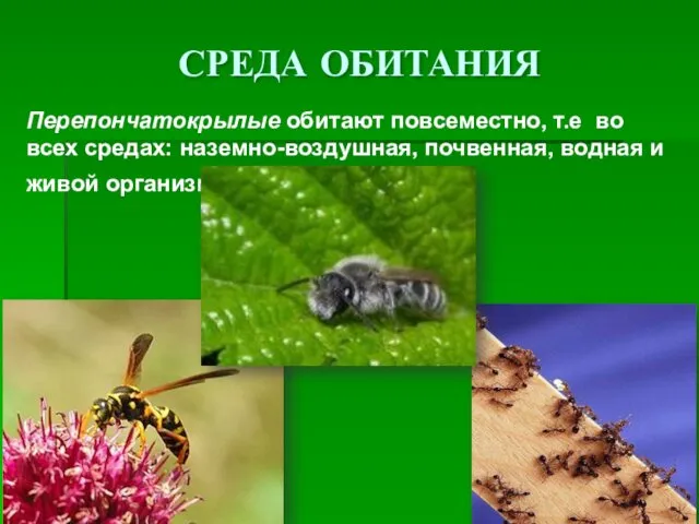 СРЕДА ОБИТАНИЯ Перепончатокрылые обитают повсеместно, т.е во всех средах: наземно-воздушная, почвенная, водная и живой организм.