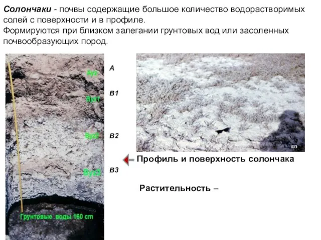 Солончаки - почвы содержащие большое количество водорастворимых солей с поверхности