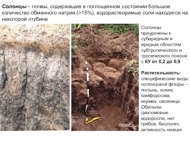 Солонцы – почвы, содержащие в поглощенном состоянии большое количество обменного